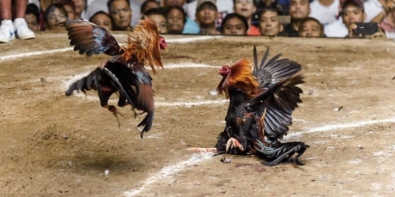 Đá gà đòn loại hình chọi kê cực hấp dẫn